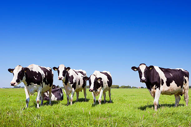 istock Cows in a fresh grassy field on a clear day 175713634