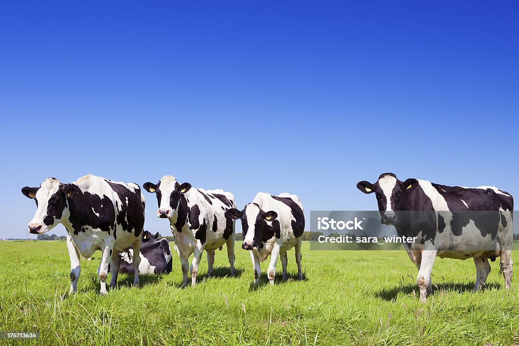 Cows in a fresh grassy field on a clear day Cows in a field under a clear blue sky. Domestic Cattle Stock Photo
