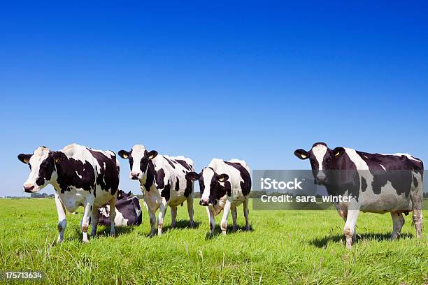 Cows In A Fresh Grassy Field On A Clear Day Stock Photo - Download Image Now - Domestic Cattle, Cow, Agricultural Field