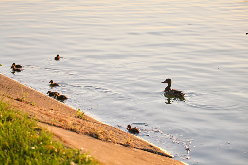 Wild duck family of mother bird and her chicks swimming on lake water at bright sunset. Birdwatching concept.