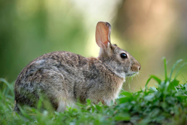 istock Grey small hare eating grass on summer field. Wild rabbit in nature 1757154522
