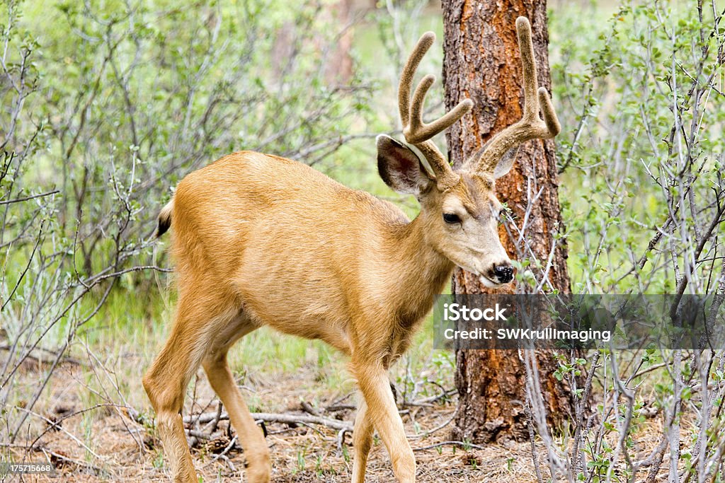 Cervo mulo Buck - Foto stock royalty-free di Albero