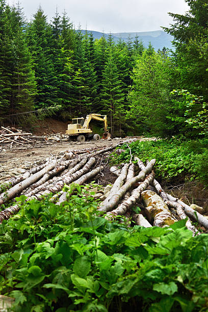 Bulldozer in the forest  pine tree lumber industry forest deforestation stock pictures, royalty-free photos & images