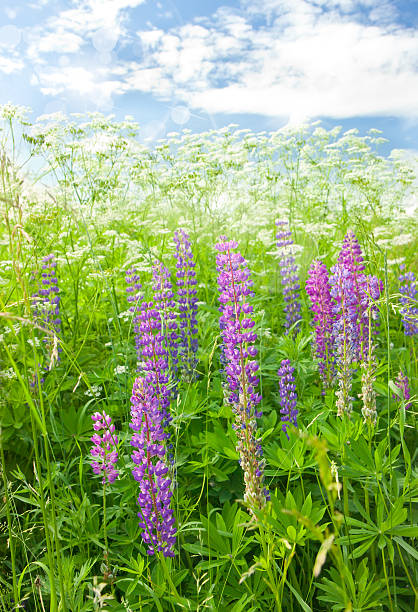 Meadow lupine stock photo