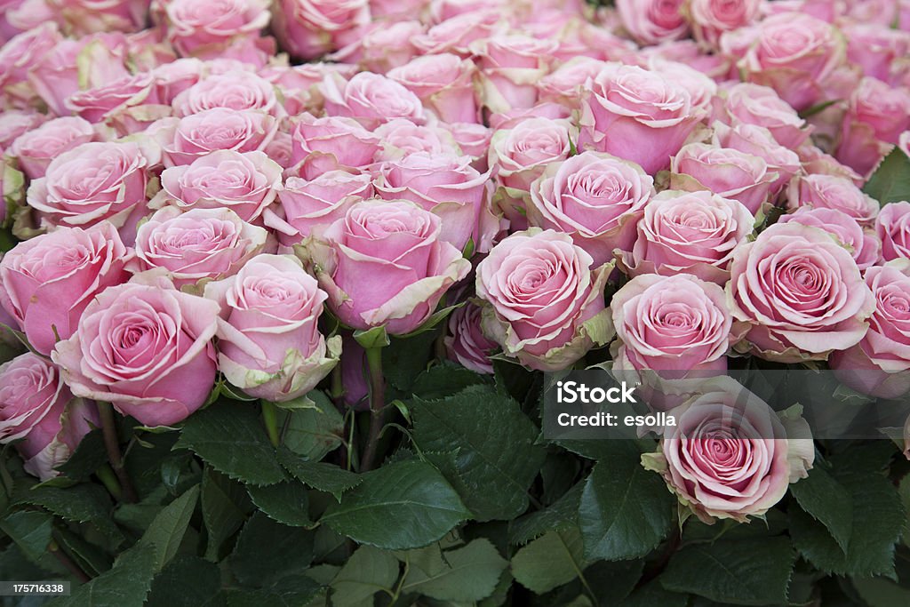 Rose Roses - Photo de Fleur - Flore libre de droits