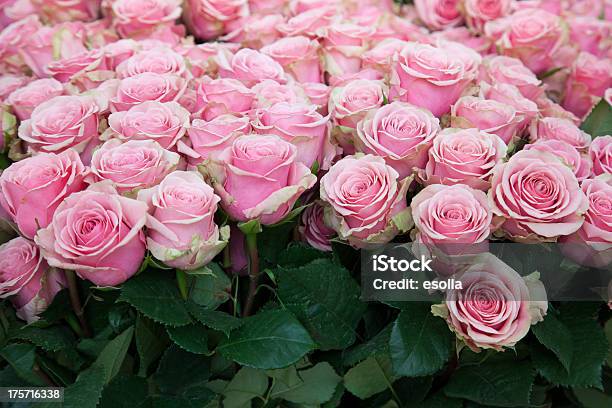Photo libre de droit de Rose Roses banque d'images et plus d'images libres de droit de Fleur - Flore - Fleur - Flore, Flouté, Horizontal