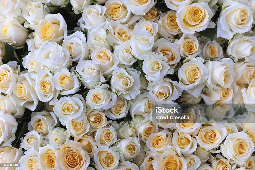 Rosas brancas - Foto de stock de Branco royalty-free