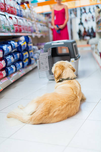 istock Cute golden retriever in pet store 175716449