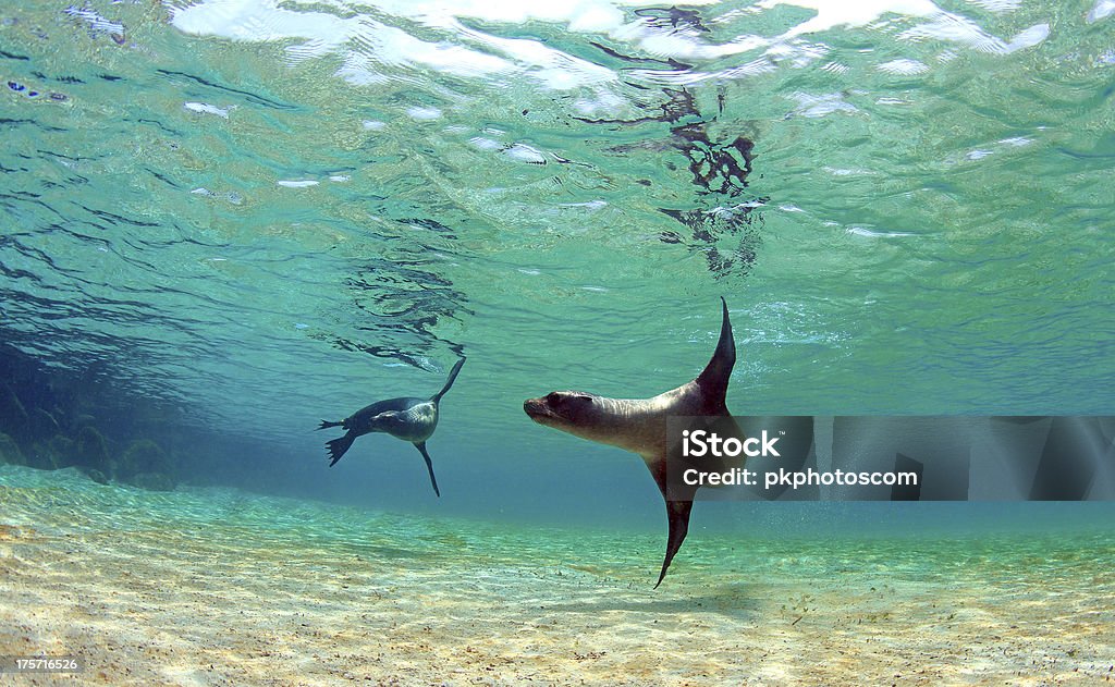 Playful sea lions in underwater lagoon Playful sea lions swimming in underwater lagoon, Galapagos Islands Galapagos Islands Stock Photo