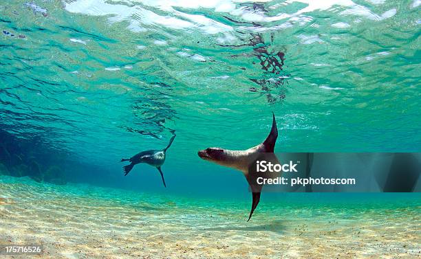 Playful Sea Lions In Underwater Lagoon Stock Photo - Download Image Now - Galapagos Islands, Underwater, Agility