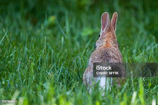 Foto de Coelho De Bebê Na Grama e mais fotos de stock de Animal - Animal, Cauda, Coelho - Animal