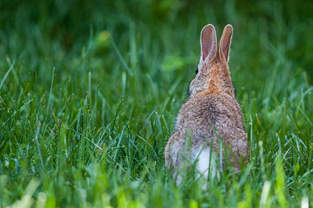Cтоковое фото Baby кролик на траве