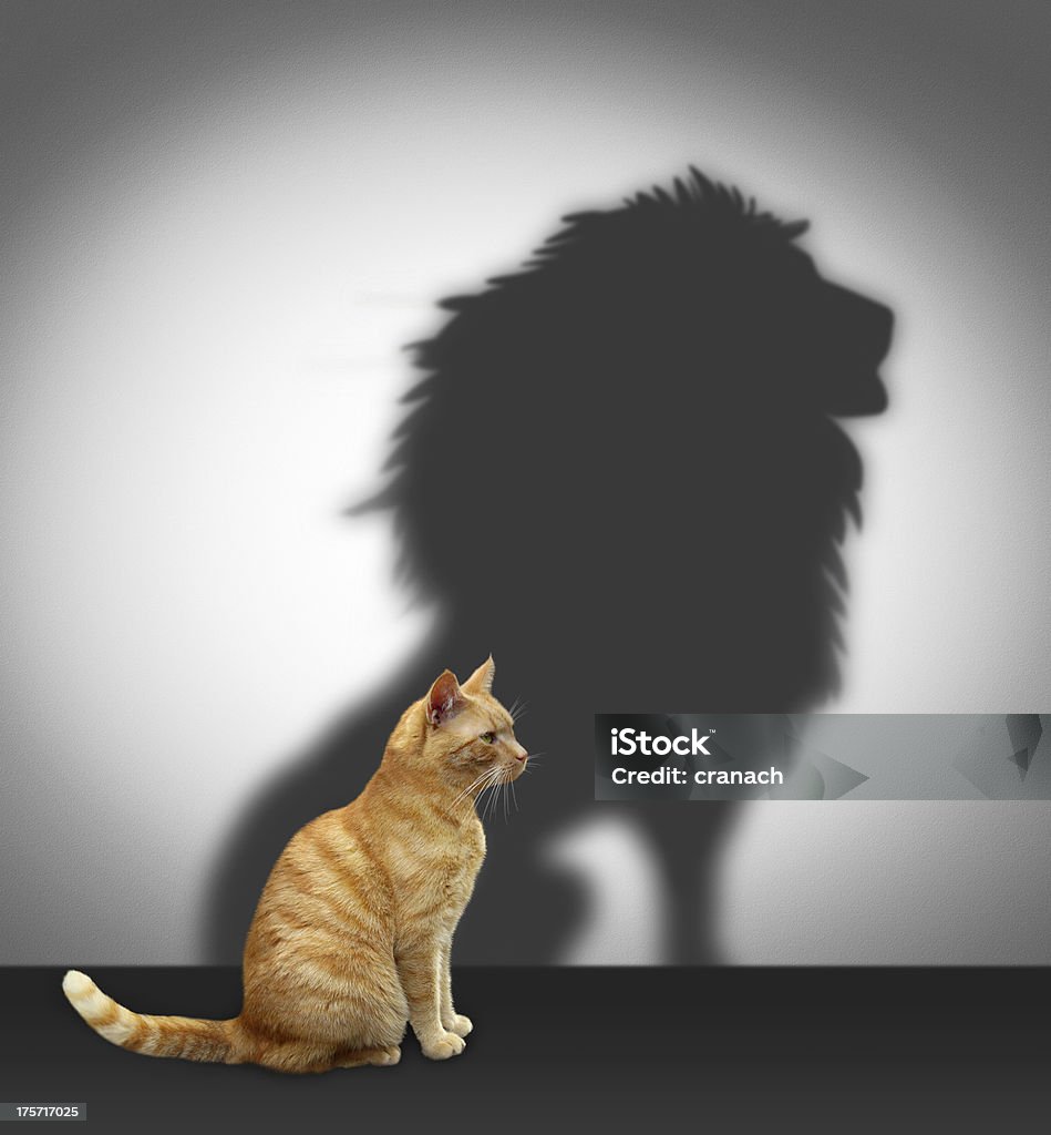 Cat with lion shadow Red cat with lion shadow Lion - Feline Stock Photo