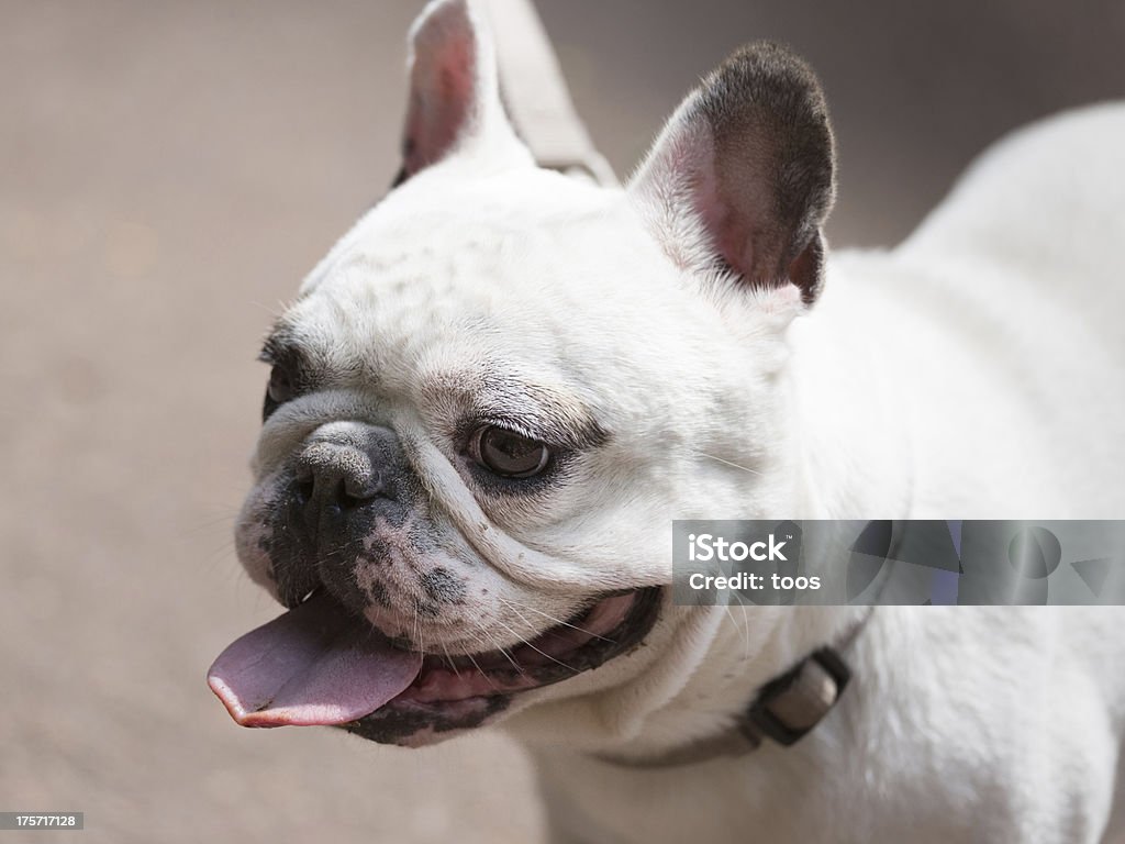 Petit chien Haleter, gros plan - Photo de Animaux de compagnie libre de droits