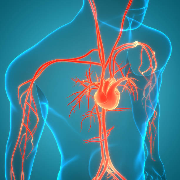 istock Human Circulatory System Heart Anatomy 1757173807