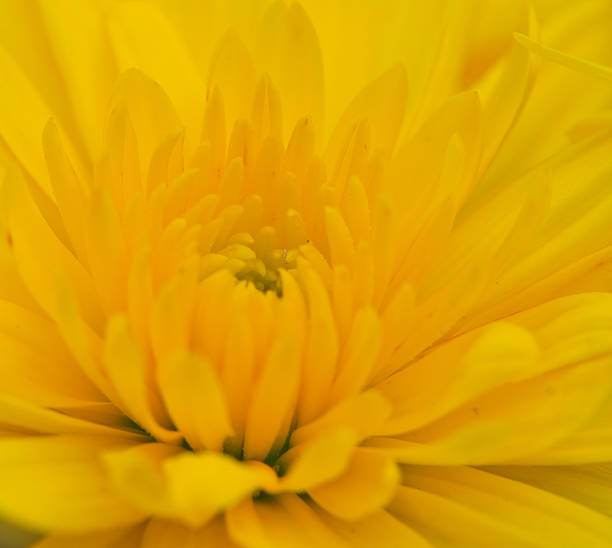 istock Yellow chrysanthemum flower close up 175717419