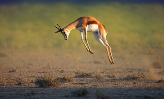 Salto Springbok de funcionamiento photo