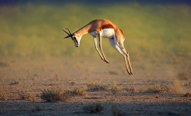 springbok sauter haut de running - kalahari gemsbok national park photos et images de collection