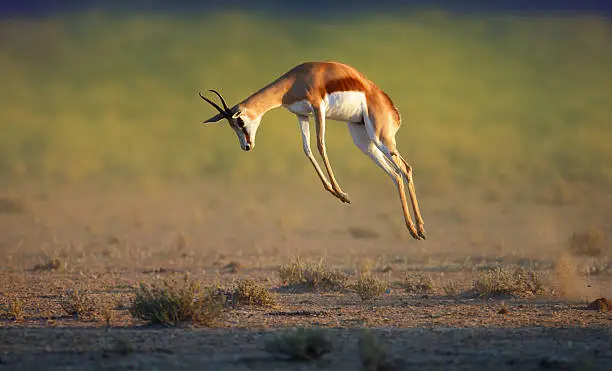 Running Springbok jumping high - Antidorcas Marsupialis - Kalahari -  South Africa
