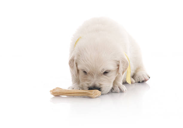 istock small cute golden retriever puppy,  on white background 175719142