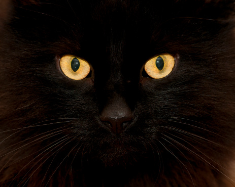 Striking and fierce looking fluffy black cat with wide staring yellow, golden eyes.