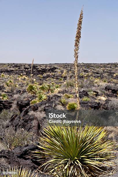 砂漠のスプーン花 - エアダクトのストックフォトや画像を多数ご用意 - エアダクト, ソノラ砂漠, 乾燥気候