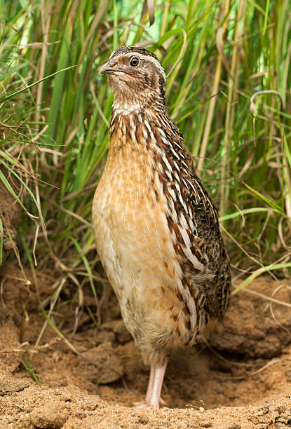 Male Common Quail (Coturnix coturni.) Male Common Quail (Coturnix coturnix) coturnix quail stock pictures, royalty-free photos & images