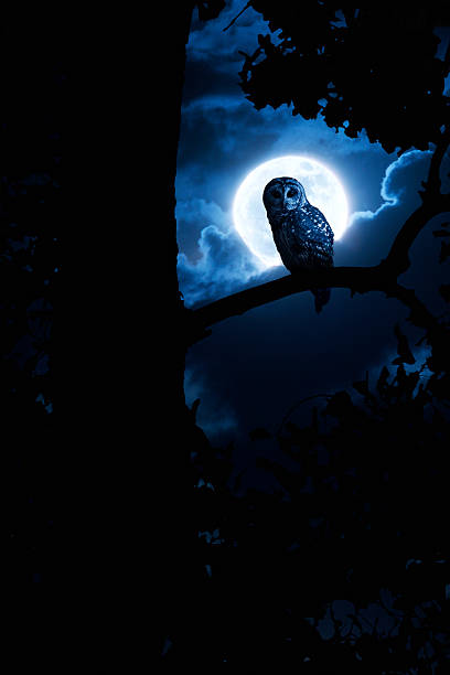 istock Owl Watches Intently Illuminated By Full Moon 175719901