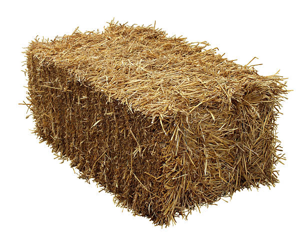 Bale Of Hay Bale of hay isolated on a white background as an agriculture farm and farming symbol of harvest time with dried grass straw as a bundled tied haystack. bale photos stock pictures, royalty-free photos & images