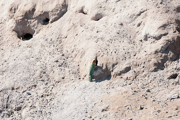 istock green bee eater sitting and looking for food 175720766