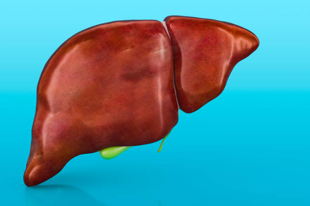 istock Healthy human liver with gallbladder on blue background, 3D rendering 1757212231