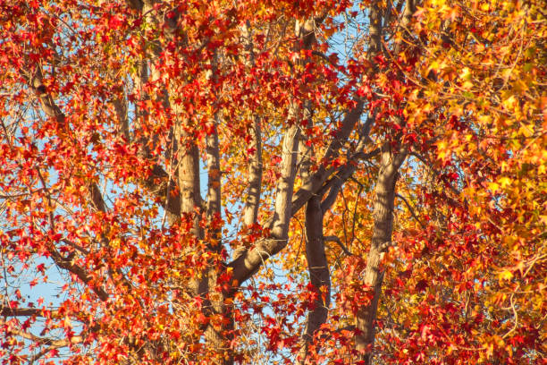 istock Fall Tree Colors, Vivid Red, Orange and Yellow 1757216524
