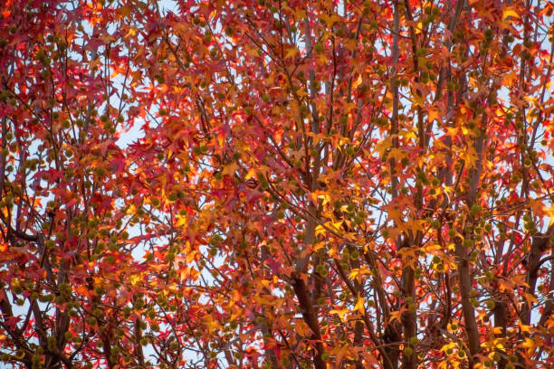 istock Trees with Fall Colors, Vivid Red and Orange 1757217144