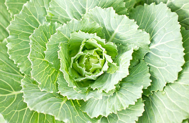 istock Close up of Longlived Cabbage. 175722268
