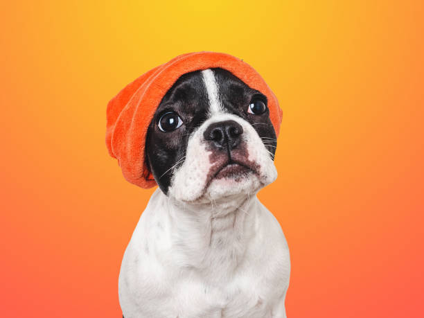 istock Cute puppy and a red knitted hat 1757224249