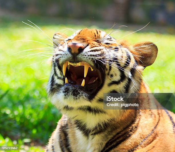 Tigre - Fotografie stock e altre immagini di Leopardo - Leopardo, Ruggire, Aggressione