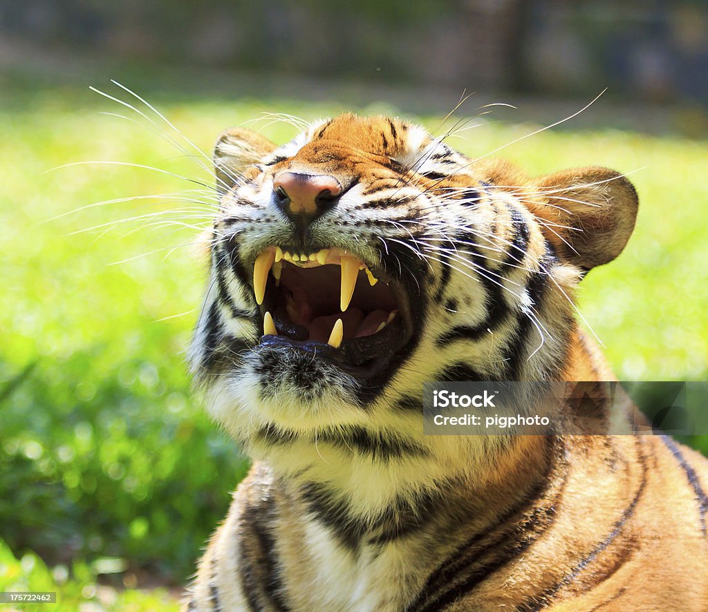 Tigre - Royalty-free Leopardo Foto de stock