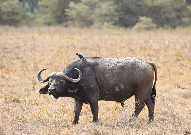 African Buffalo in wild stock photo