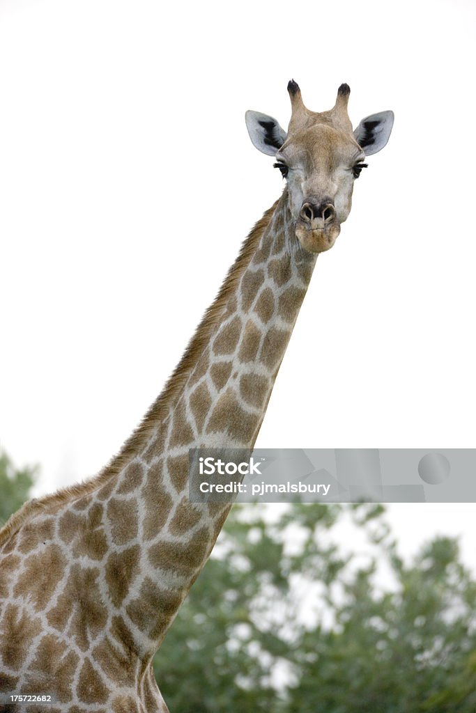 Okavango Giraffe - Zbiór zdjęć royalty-free (Afryka)