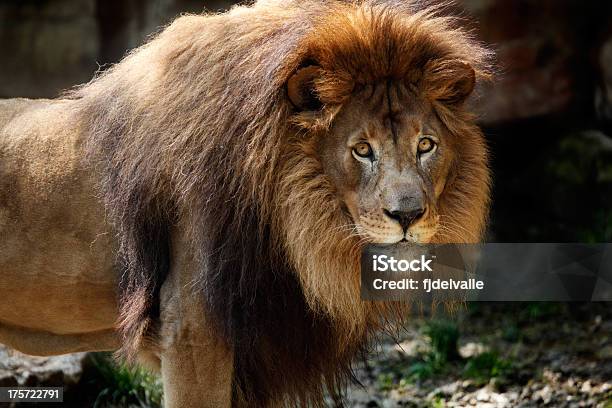 Leone - Fotografie stock e altre immagini di Africa - Africa, Ambientazione esterna, Animale