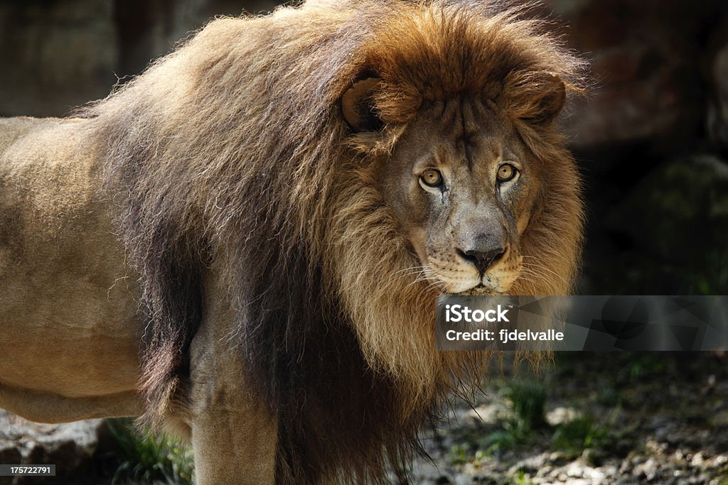 Lion - 로열티 프리 갈기 스톡 사진