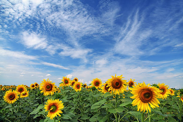 istock Sunflower field, blue sky and cloud 175723317