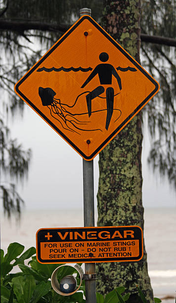istock Vinegar for jellyfish stings 175723378