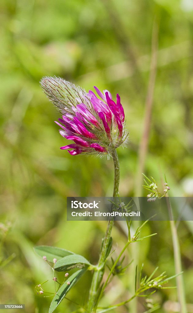 Estrecho ericifolia trébol encarnado - Foto de stock de Flor libre de derechos