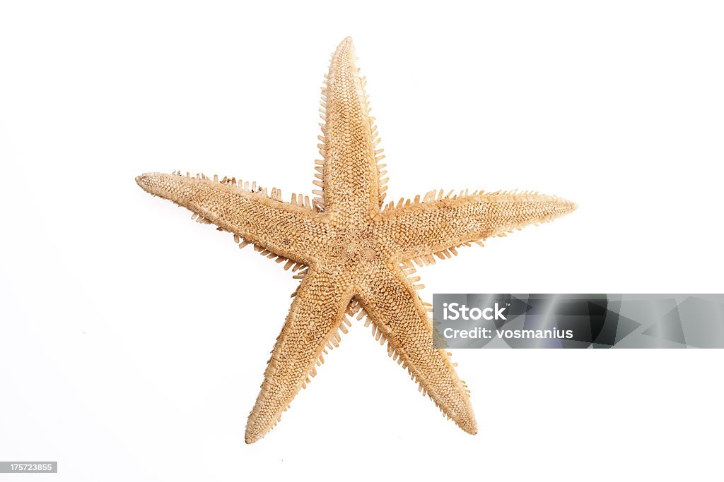 star fish - Photo de Abstrait libre de droits