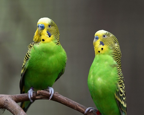 Blue wavy parrot birds couple looking at each other inside cage with blur green leaf background. Lovely animals together.