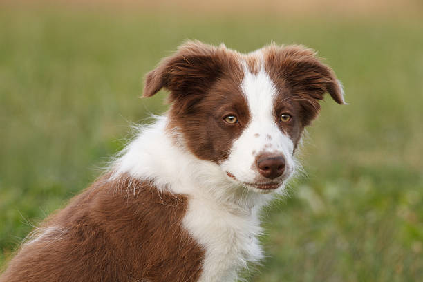 istock Border Collie Puppy, 12 weeks old. 175724079