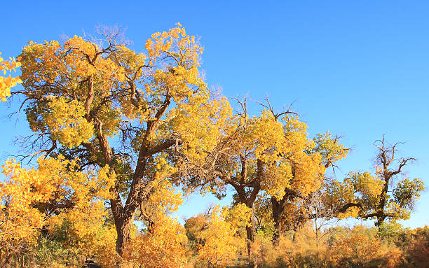 istock Golden yellow autumn populus trees 175724198