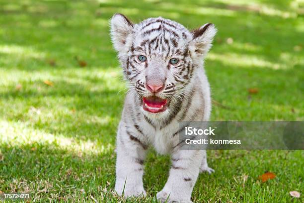 Bambino Tigre Bianca - Fotografie stock e altre immagini di Cucciolo - Cucciolo, Tigre, Animale