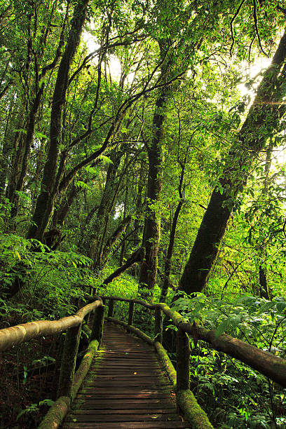 istock Footpath in to the rain forest 175724341